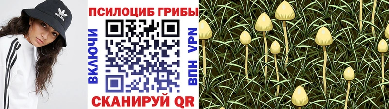 Псилоцибиновые грибы Cubensis  Чухлома 